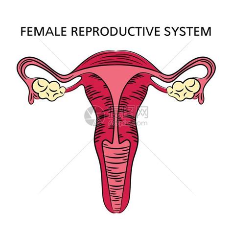 女人形|解剖学高清图谱 女性生殖系统